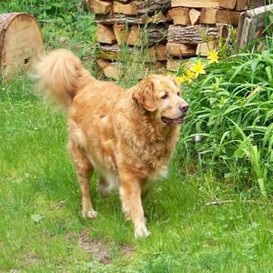 Meet your Posher, Robin